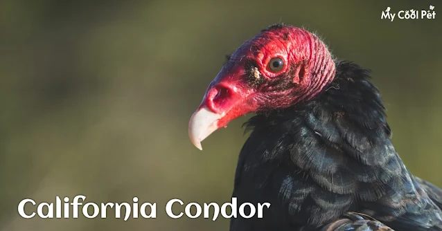 California Condor