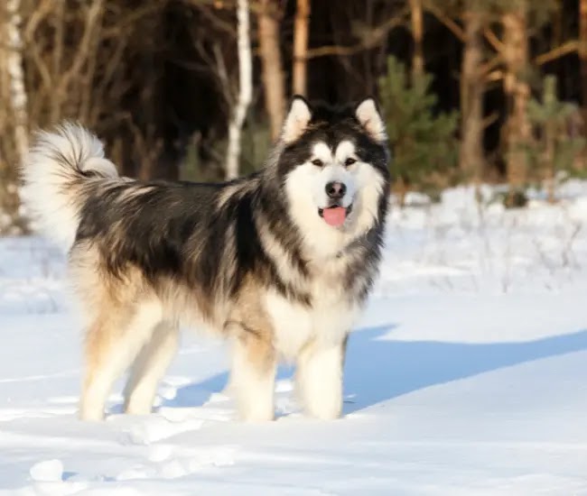 Alaskan Malamute