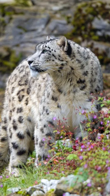 Wallpaper Nature Snow Leopard