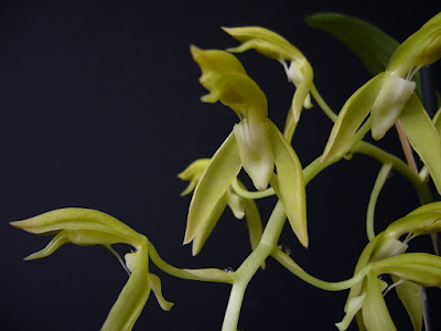 Catasetum callosum care and culture