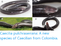 https://sciencythoughts.blogspot.com/2019/12/caecilia-pulchraserrana-new-species-of.html