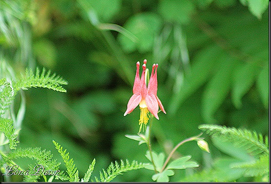 S_Red_Columbine