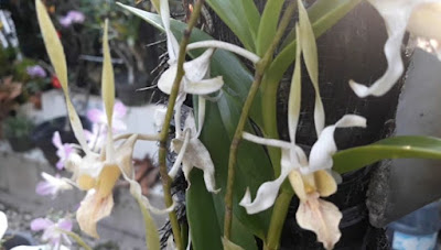 Cara Perawatan, Anggrek dendrobium Antennatum,Skala Rumahan