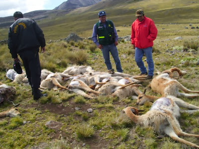 Incautaron cerca de 90 cueros de vicuñas