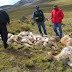 Incautaron cerca de 90 cueros de vicuñas