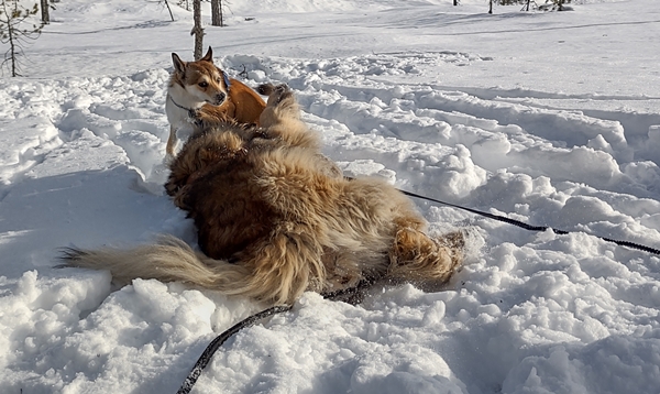 skitur slåttemyri  loenberger lundehund