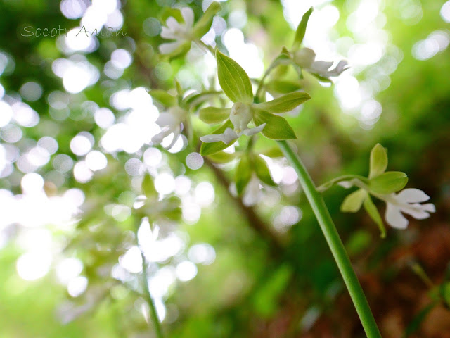 Calanthe discolor