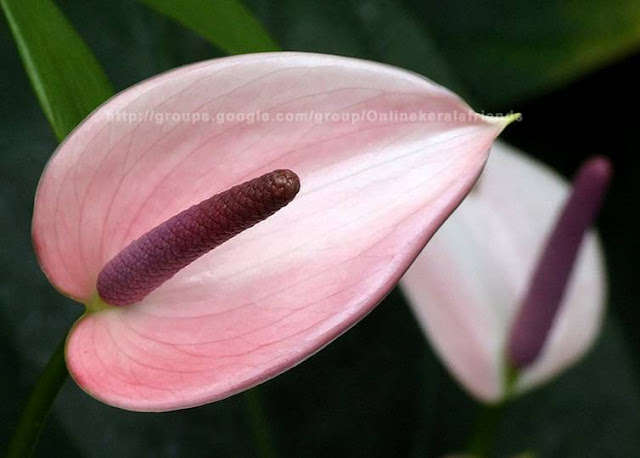 Beautiful Anthurium Flowers