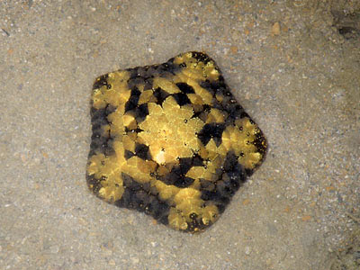 Cushion Star (Culcita novaeguineae)