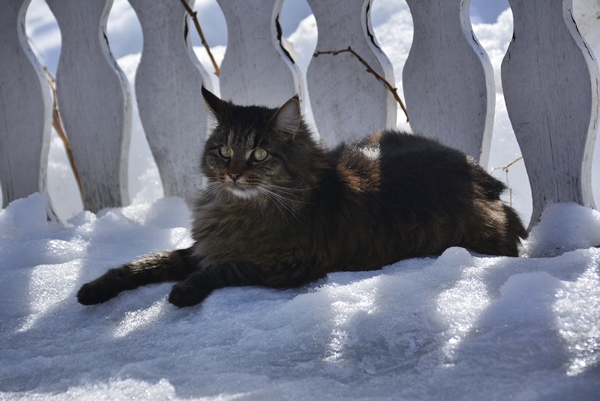 pus katt kattepus pusekatt
