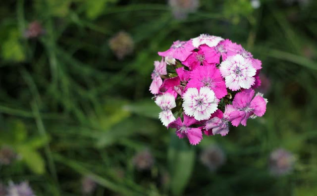 Sweet William Flowers Pictures