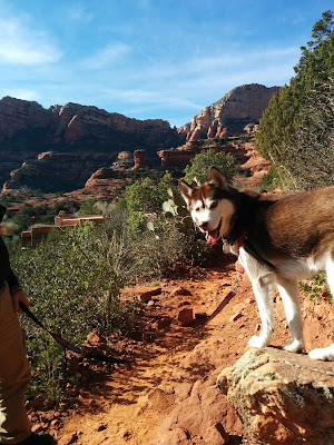 9 Great Dog Friendly Travel Destinations Across the U.S