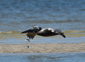 Brown Pelican - Bunche Beach, Florida