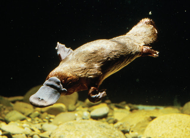 platypus, the egg-laying mammal