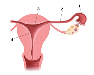 اختبار مقنن 8 – التكاثر والنمو في الإنسان.