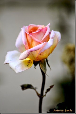 2_DSC7590x1