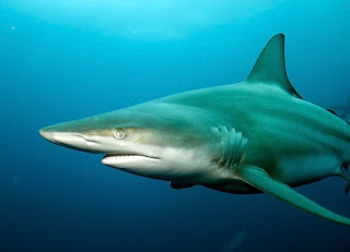 florida spinner shark