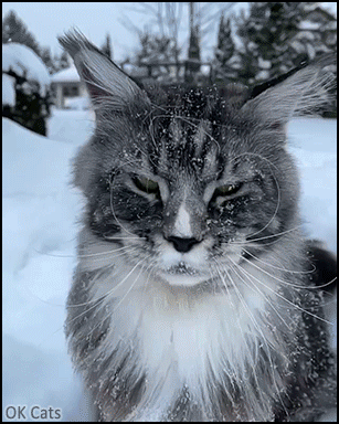 Amazing Cat GIF • Majestic Main Coon walking in deep snow by -20°C (-4°F) [ok-cats.com]