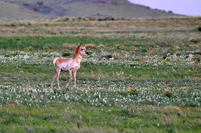 pronghorn-list-trend