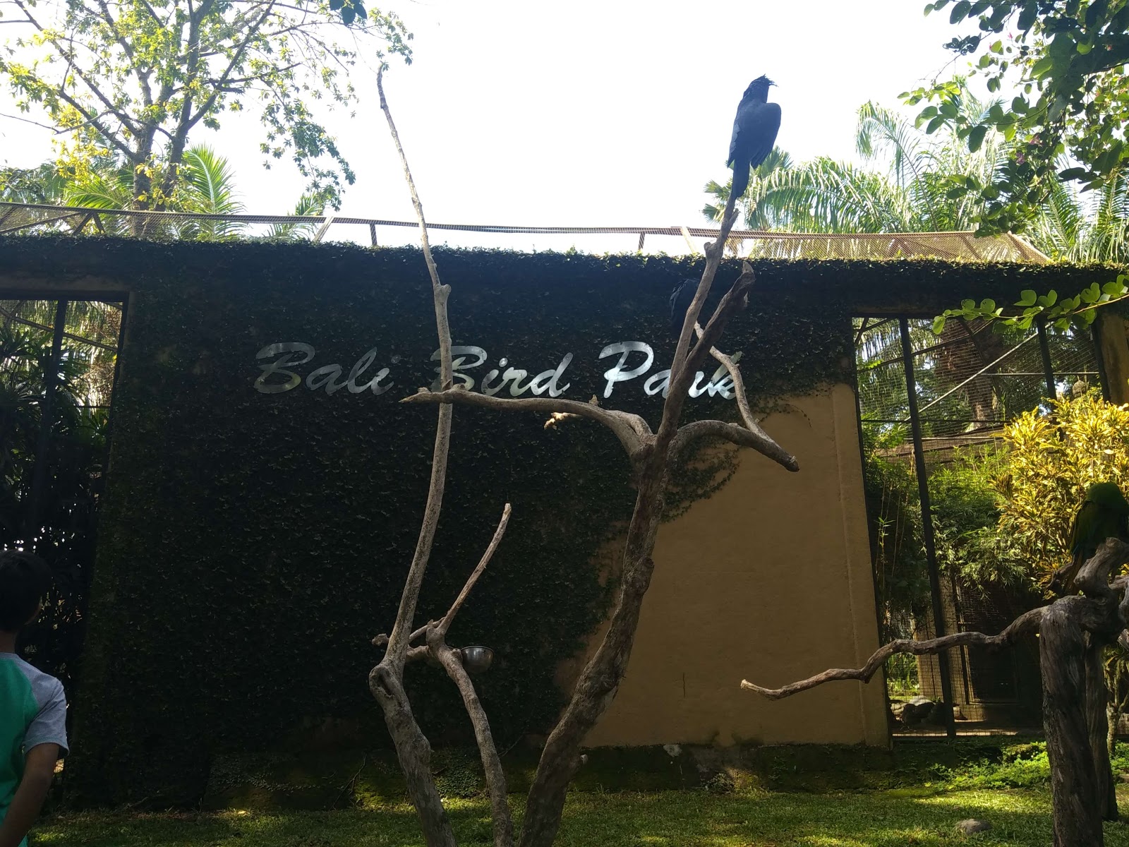 Bali bird park