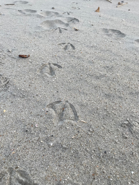 Seagull footprints in the sand.