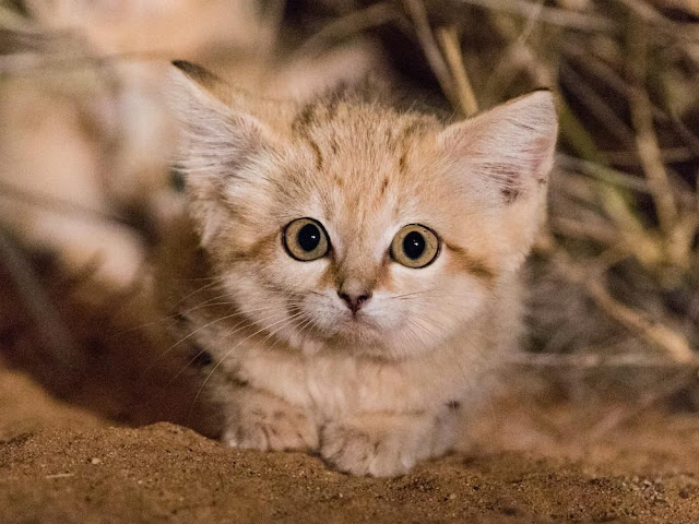 baby Sand Cat - Gato de las arenas bebé