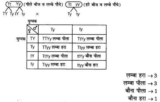 Solutions Class 12 जीव विज्ञान Chapter-5 (वंशागति और विविधता के सिद्धान्त)