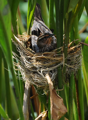 Red-winged Blackbird (Agelaius phoeniceus)