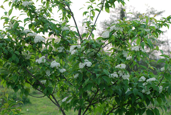 Рябина мелиосмолистная (Sorbus meliosmifolia)