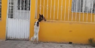 Un video que muestra la amistad entre perros se hace viral