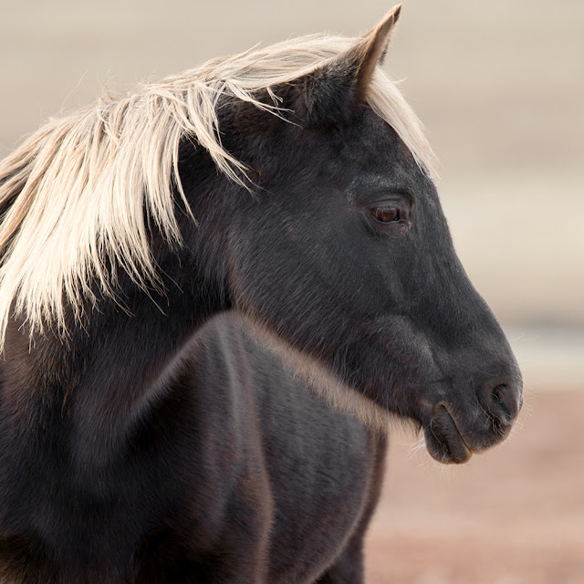 8 أشياء لا تعرفها عن قدرة الخيل العلاجية