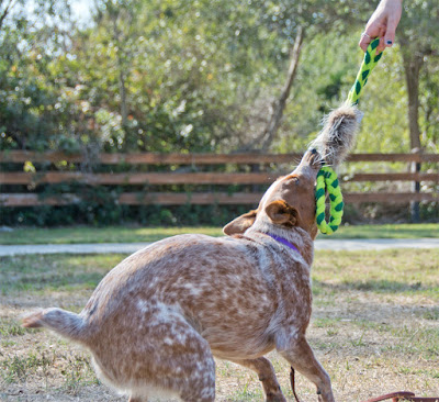 Dog toy with real fur and secret food pouch