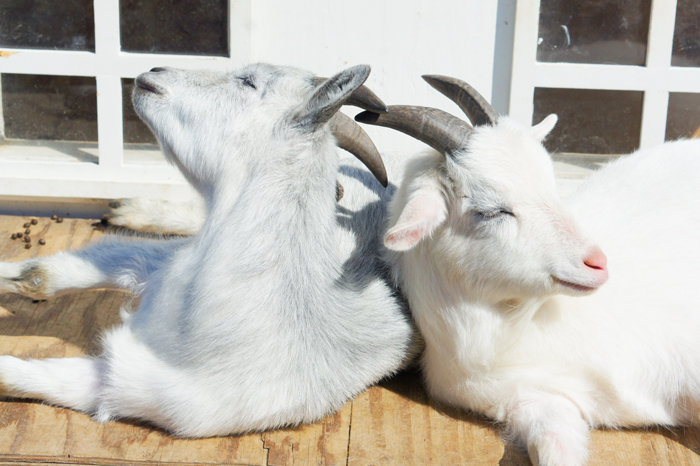 Gurney's Newport goats