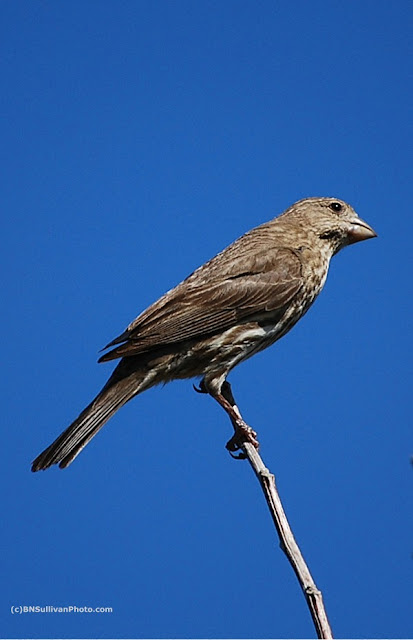 Female House Finch(Carpodacus mexicana)