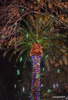 Lighted Trees