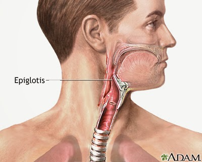 Organ Pernapasan Faring