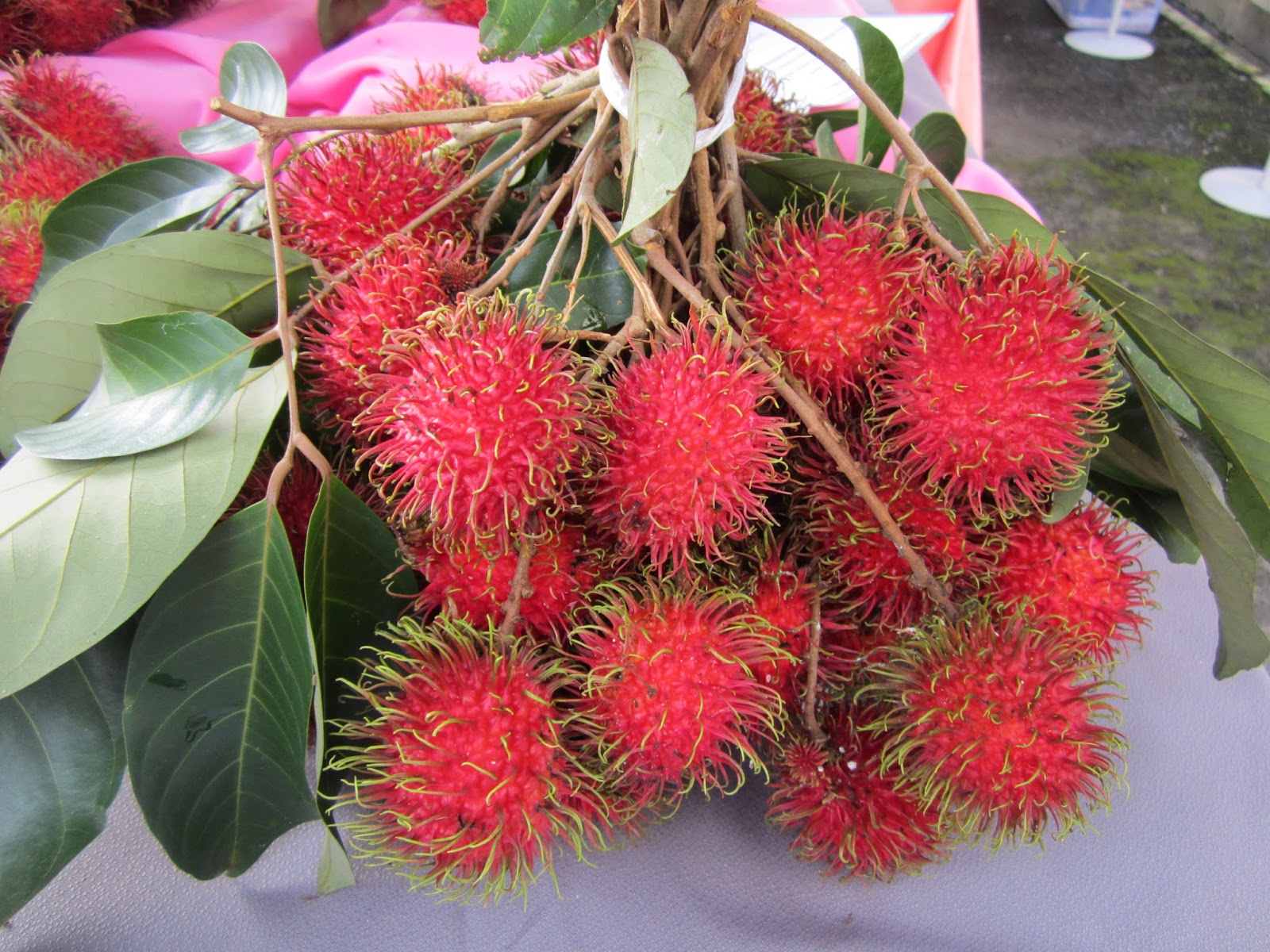 Mewarnai Gambar Rambutan