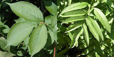 Confronto foglie sambuco comune e sambucus ebulus.