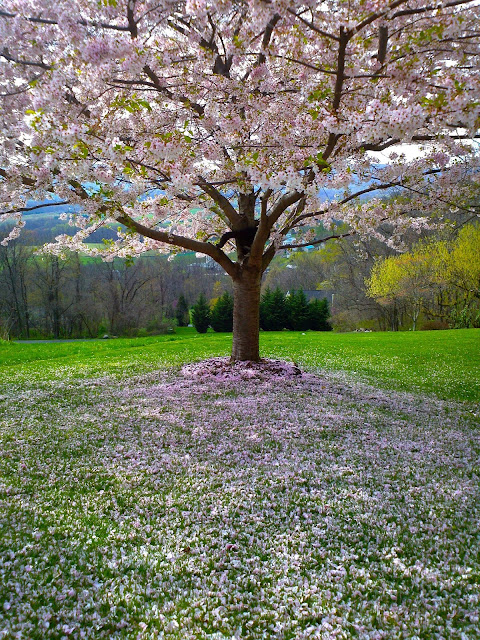 flower-tree-park-landscape