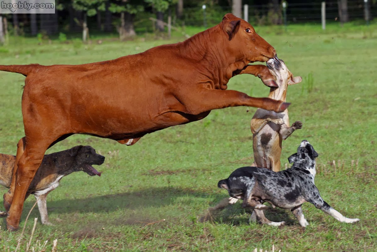 Louisiana Catahoula Leopard Dog Australian Shepherd Mix