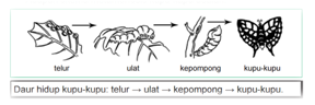 Daur Hidup Kupu-kupu