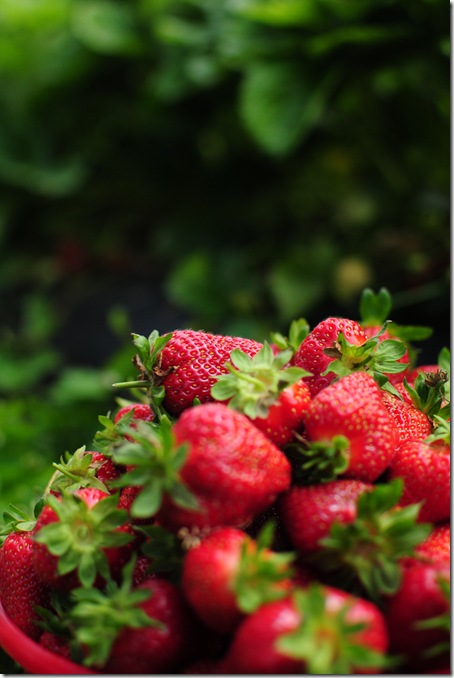 Strawberry Picking & Marcus band 046