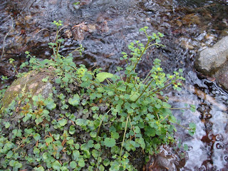 Селезёночник плетеносный (Chrysosplenium flagelliferum)