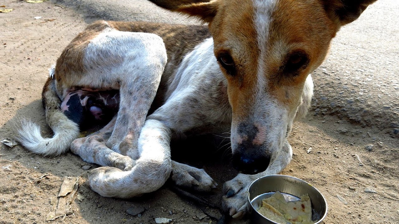 Pictures Of Sick Dogs