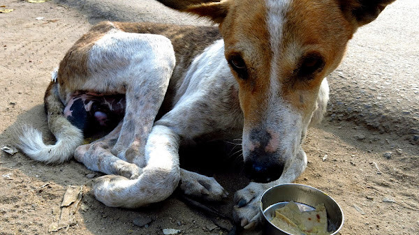 Pictures Of Sick Dogs