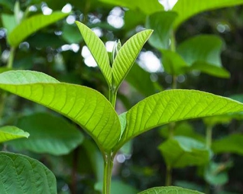  Guava leaves are excellent seven benefits.