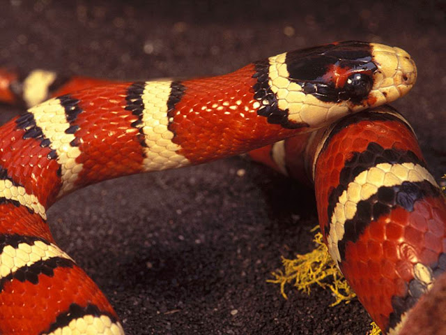 Gorgeous Snake Pictures