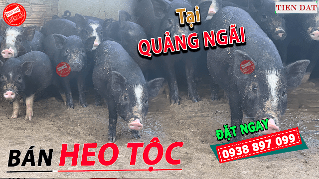 Địa chỉ bán heo tộc, heo đen, heo đồng bào, heo mọi tại Quảng Ngãi Giá rẻ