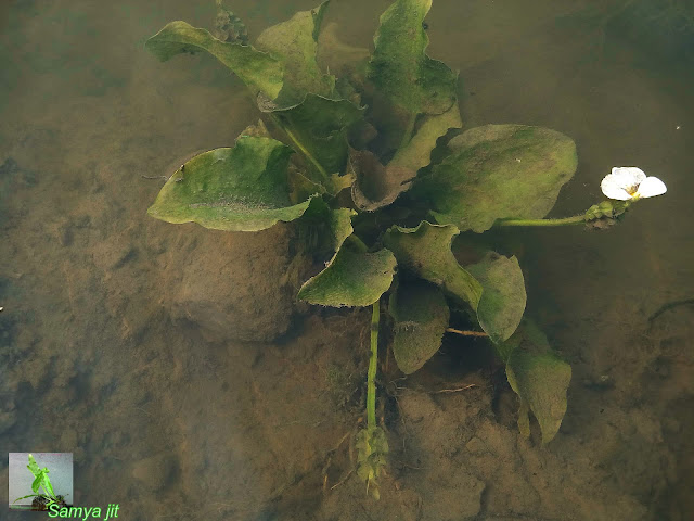 Ottelia alismoides in habitat