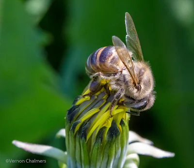 Woodbridge Island Bee - Canon EOS / 100mm Macro lens